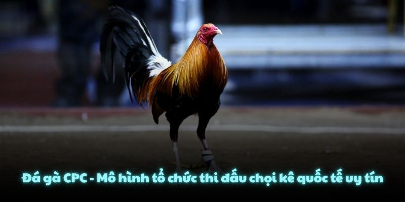 Đá gà CPC - Mô hình tổ chức thi đấu chọi kê quốc tế uy tín