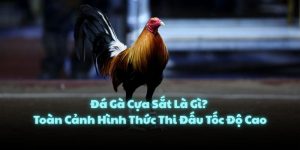 Đá Gà Cựa Sắt Là Gì? Toàn Cảnh Hình Thức Thi Đấu Tốc Độ Cao